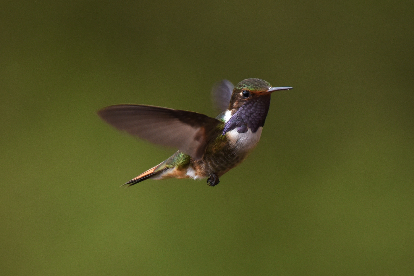 image Volcano Hummingbird